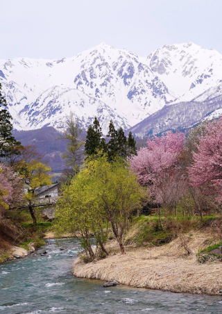 山梨県　バイオフィリックデザイン　白馬