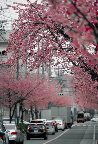 愛知県　バイオフィリックデザイン　名古屋桜通